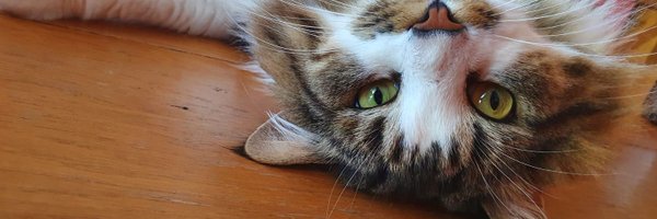 MissCharlottiee Profile Banner