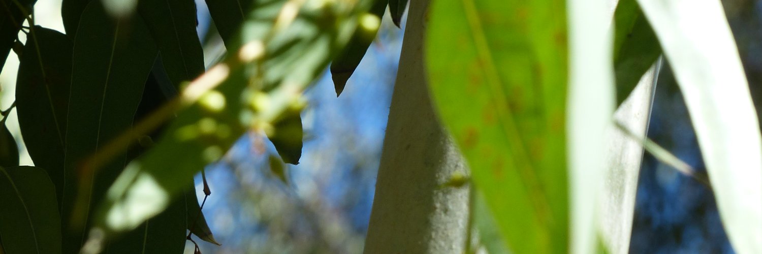 Laura Nadolski banner