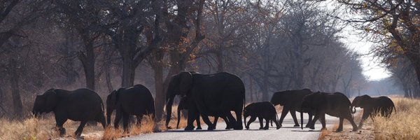ProjectWildlife Profile Banner