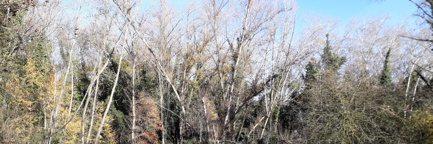 Ilustre Lacustre banner