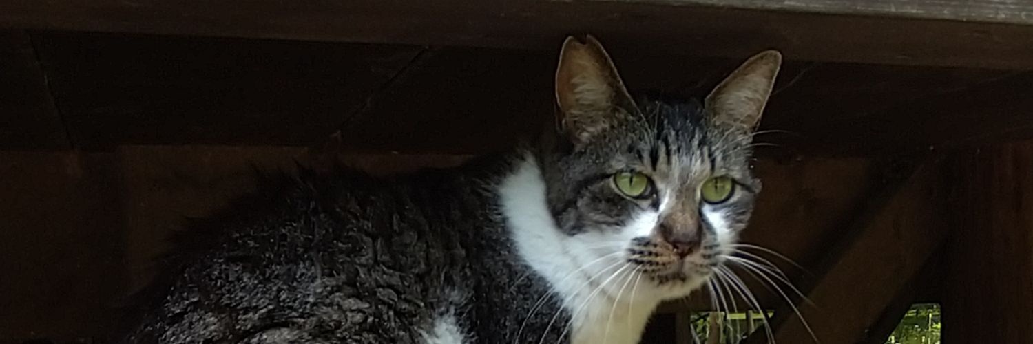 nekosanda's profile banner image