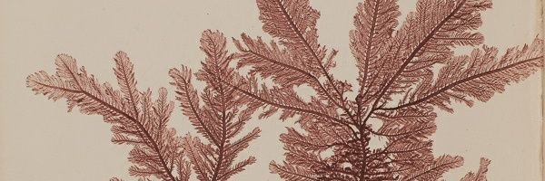 Tattybee banner