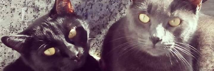 naniroman86's profile banner image