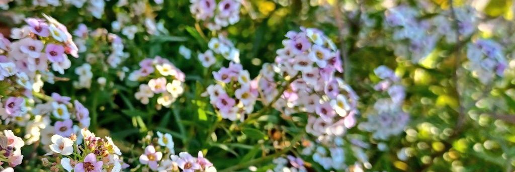 みわみわ(♡❛ ֊ ❛„)ノ🧁✨'s banner