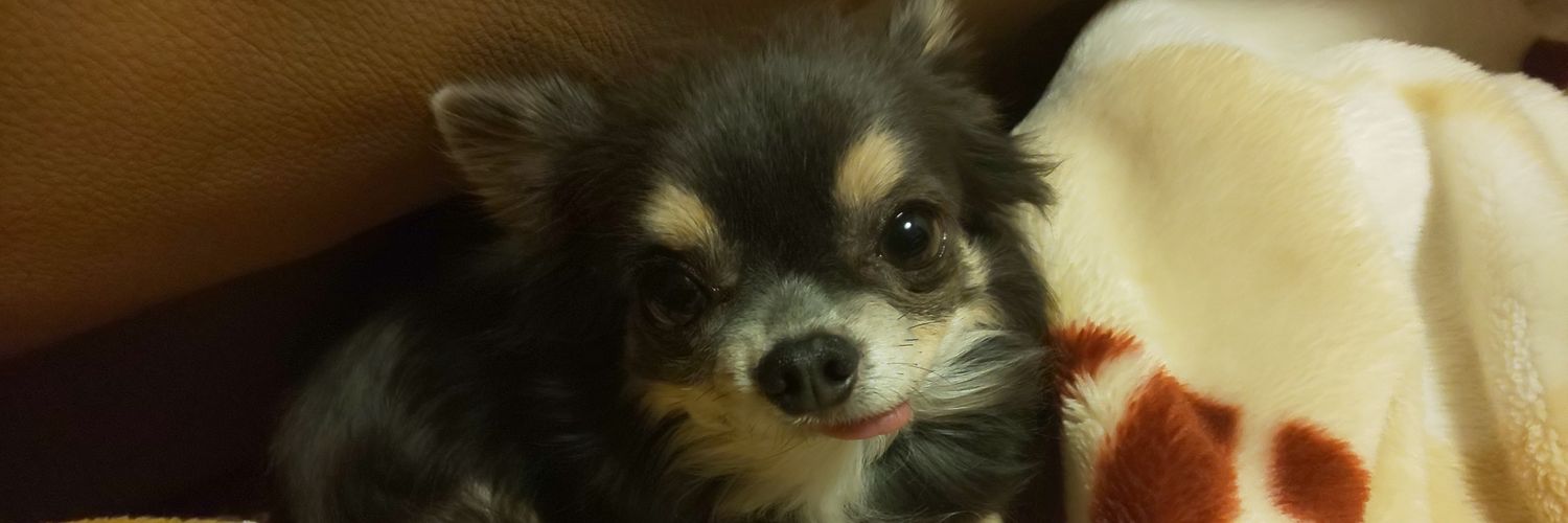 おまめさん banner