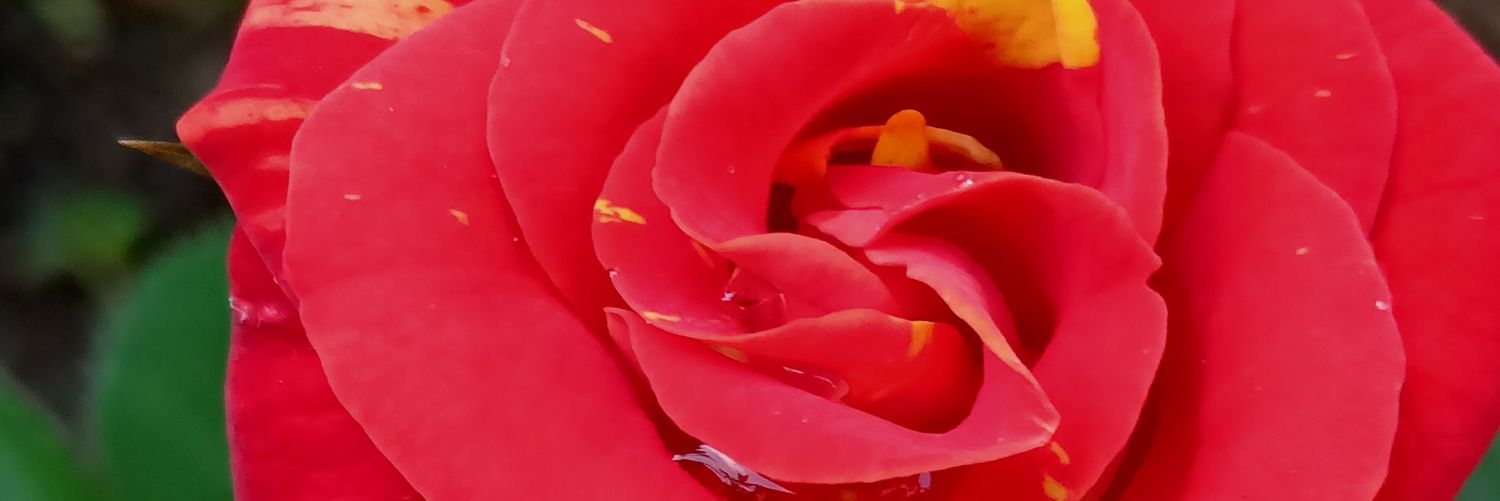 ꧋ꦭꦶꦤ꧀ꦠꦁ banner