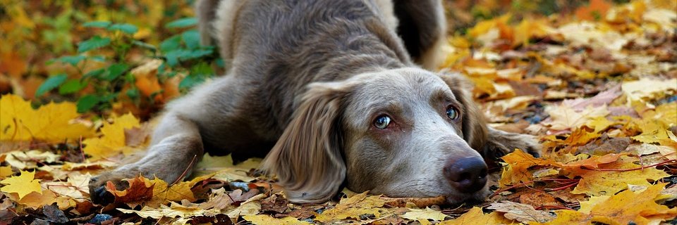 swiftweimaraner's profile banner image