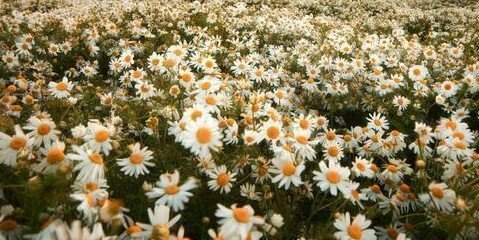 damayantidwi's profile banner image