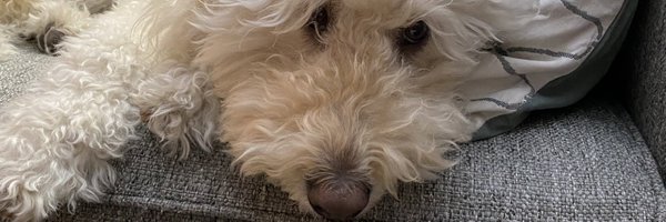 AmandaTuminelli's profile banner image