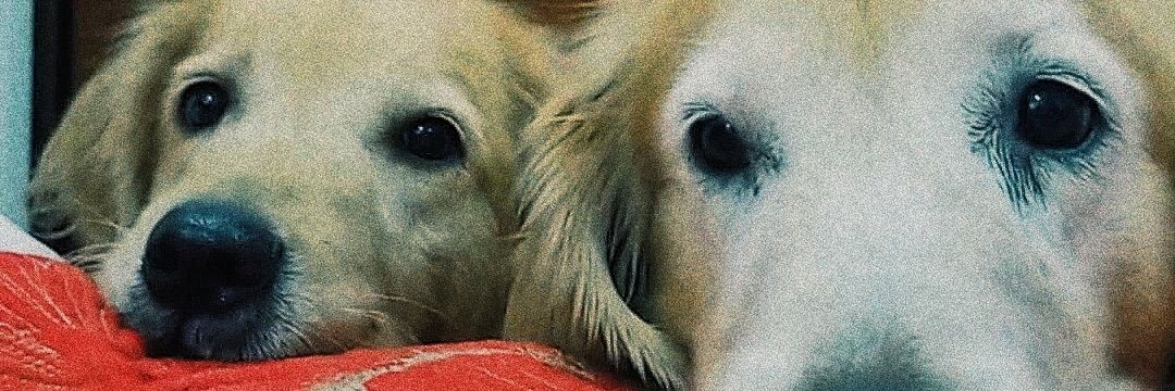 Micacoriaaa's profile banner image