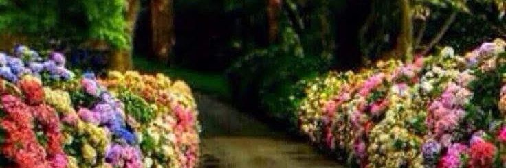 MswRayhana's profile banner image