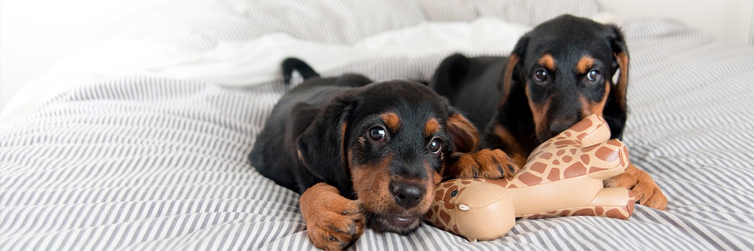 PuppyRuff1's profile banner image