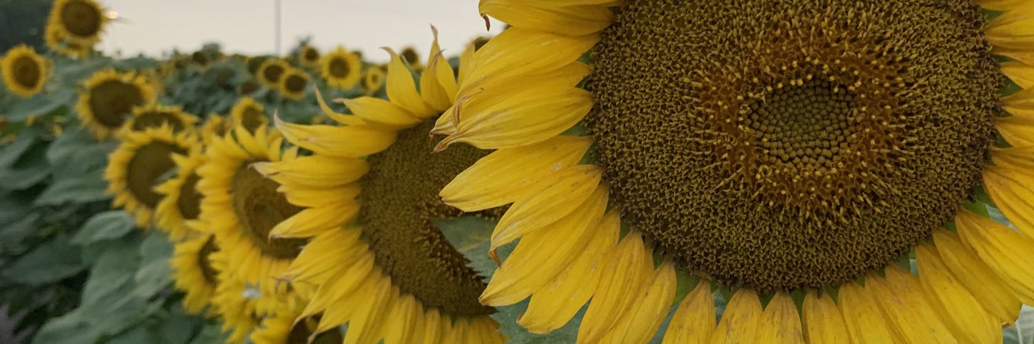 summerlardy's profile banner image