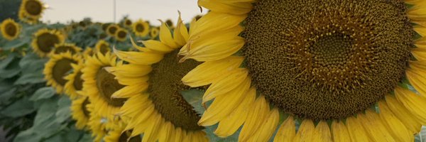 summerlardy Profile Banner