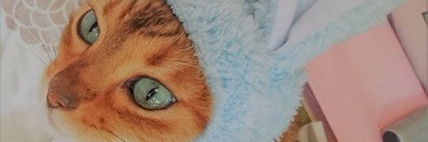 cheergamo Profile Banner