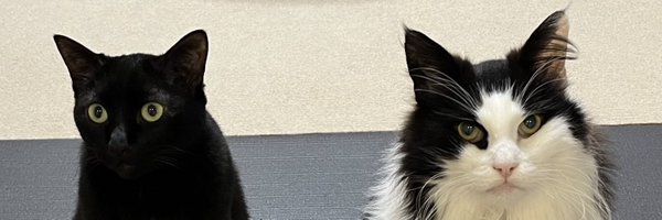 yabecch Profile Banner