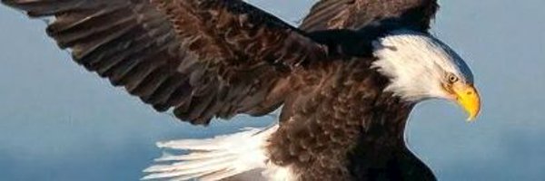 Tonichyke77 Profile Banner