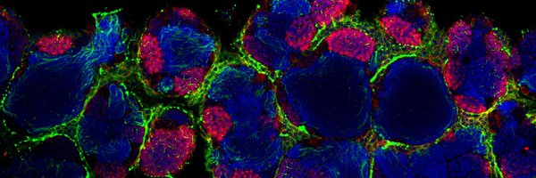 thezebrafishguy Profile Banner