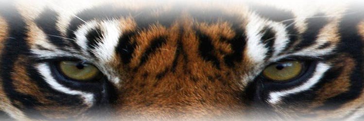 Collins Intermediate banner