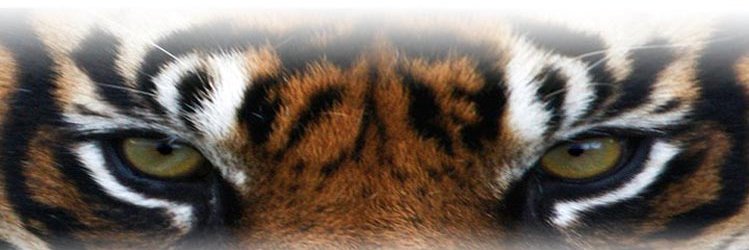 CMSCISD's profile banner image