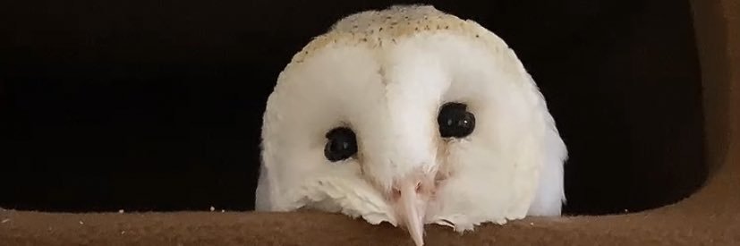 coromowl's profile banner image