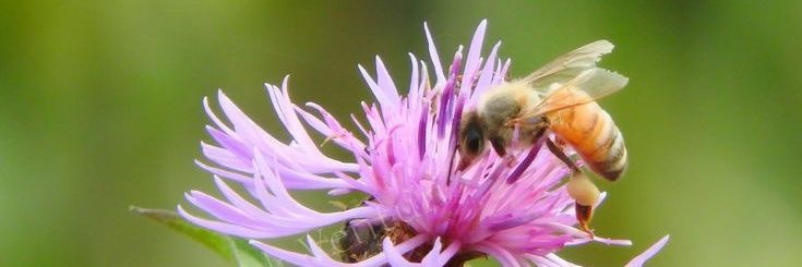 Fakih mohamad banner