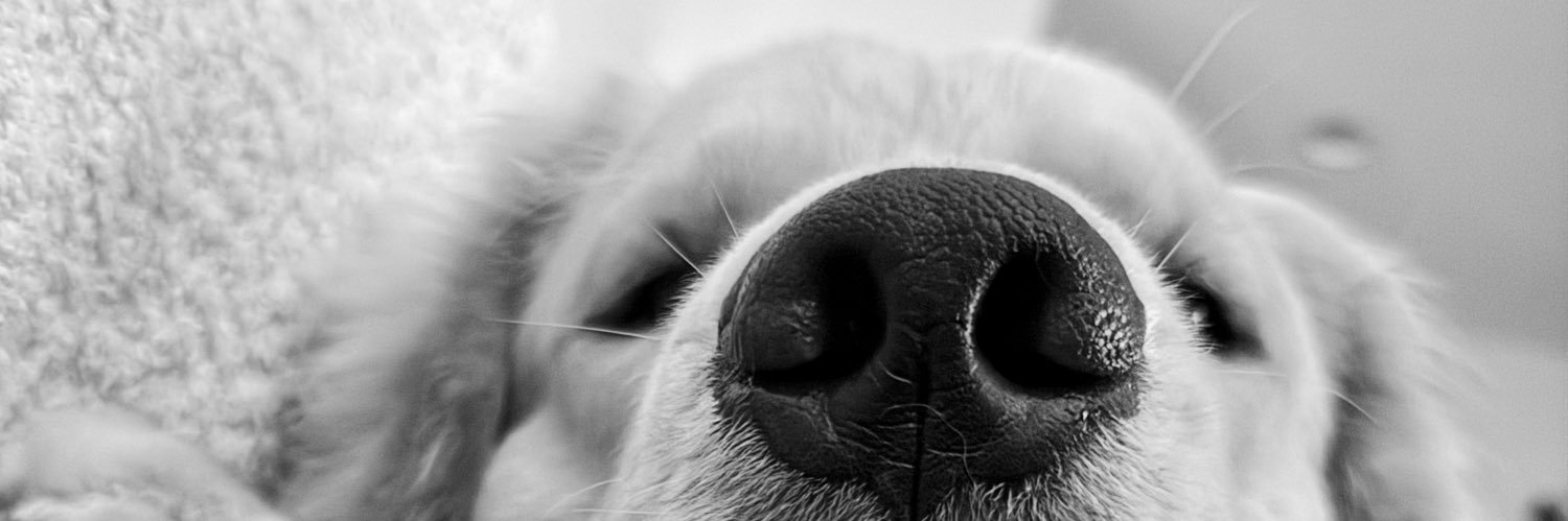 LateNiteDanny's profile banner image