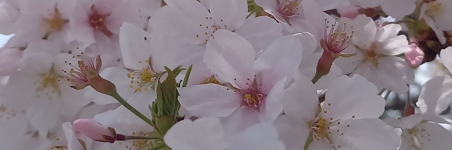 ❀𓂃𓈒𓏸Manaさん𓂃𓈒𓏸❀ banner