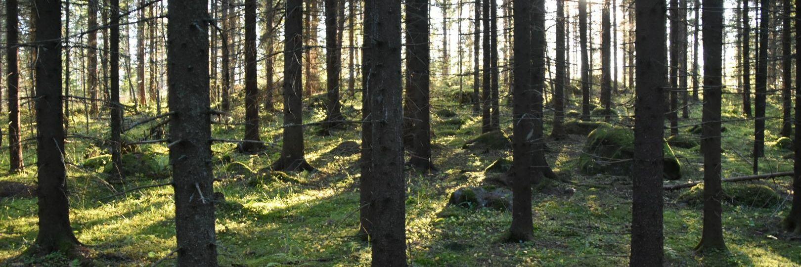 Daria Khanolainen, PhD's banner