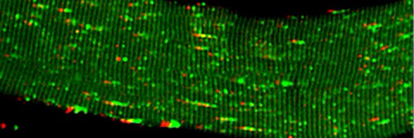 LabWeihl Profile Banner