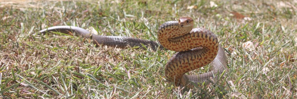Janne Torkkola banner