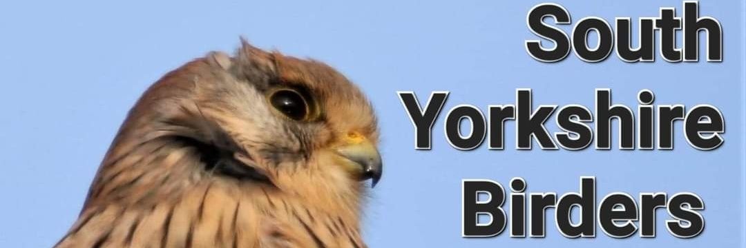 South Yorkshire birders banner