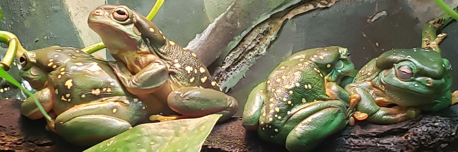 The Greek Geek banner