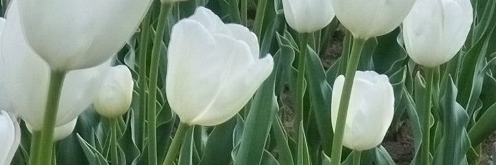 こっひー's banner