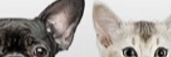 Petline_Chile Profile Banner