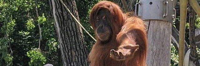 ANYA KINDHEART 🦇 banner