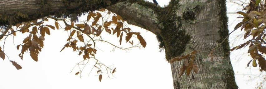 مینو پرتو banner