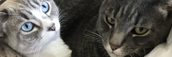 NopeSignal Profile Banner