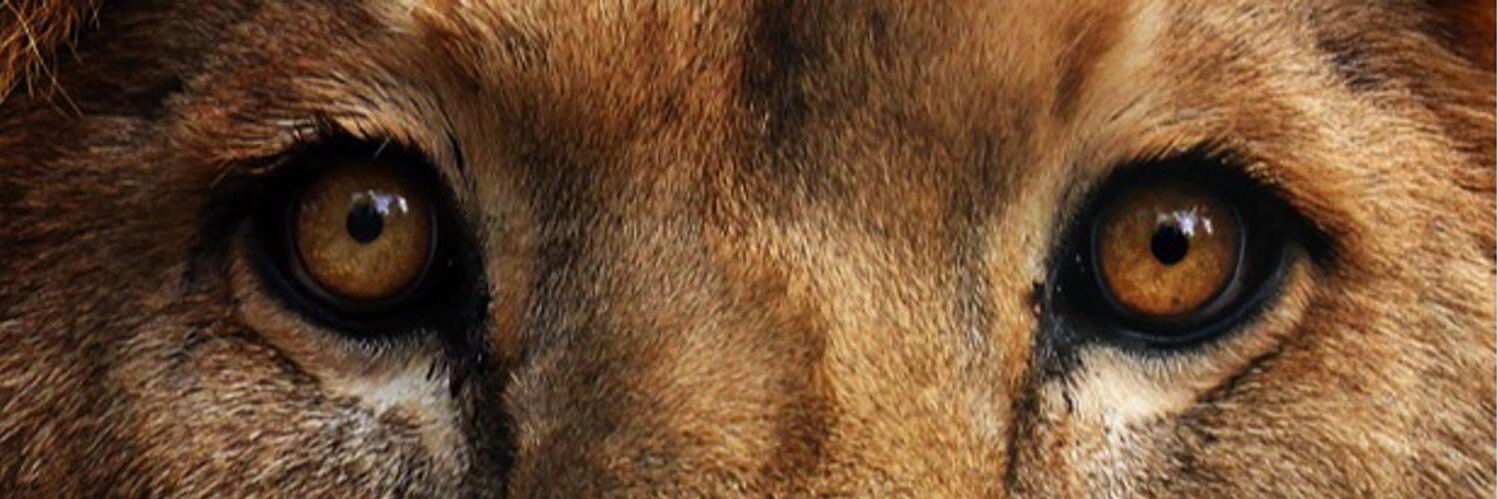 14kkelley's profile banner image