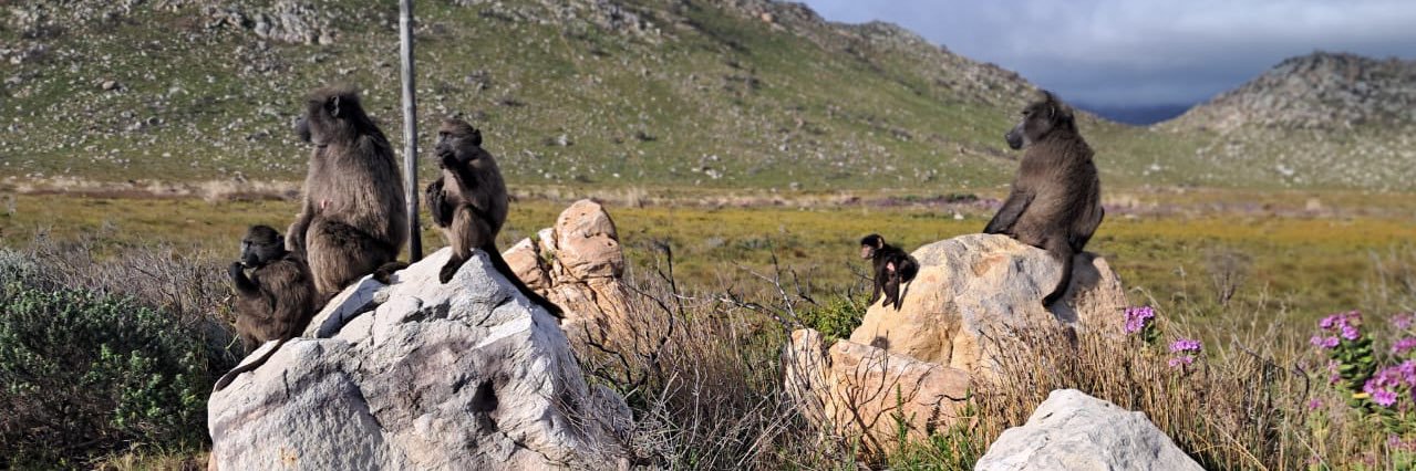 WILDLIFE ANIMAL PROTECTION FORUM SOUTH AFRICA banner