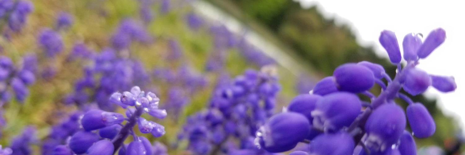 Nicoru1123's profile banner image