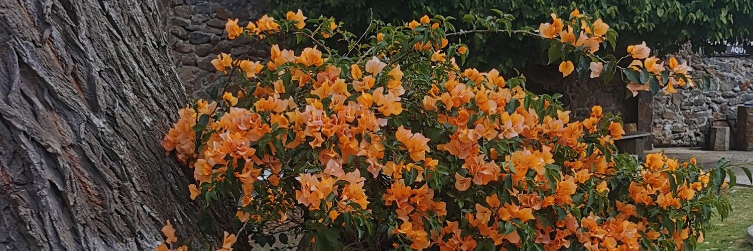 ElisaIbca's profile banner image