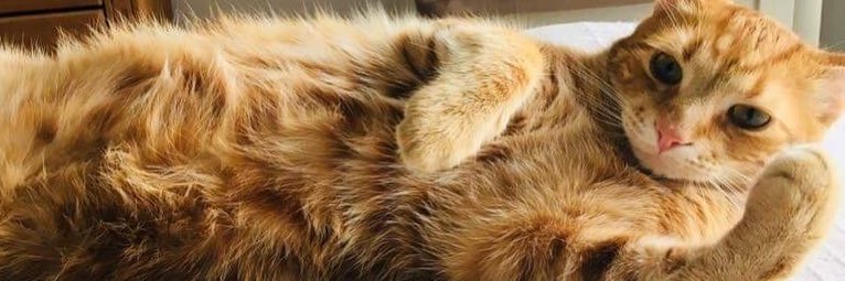 nellydalus's profile banner image
