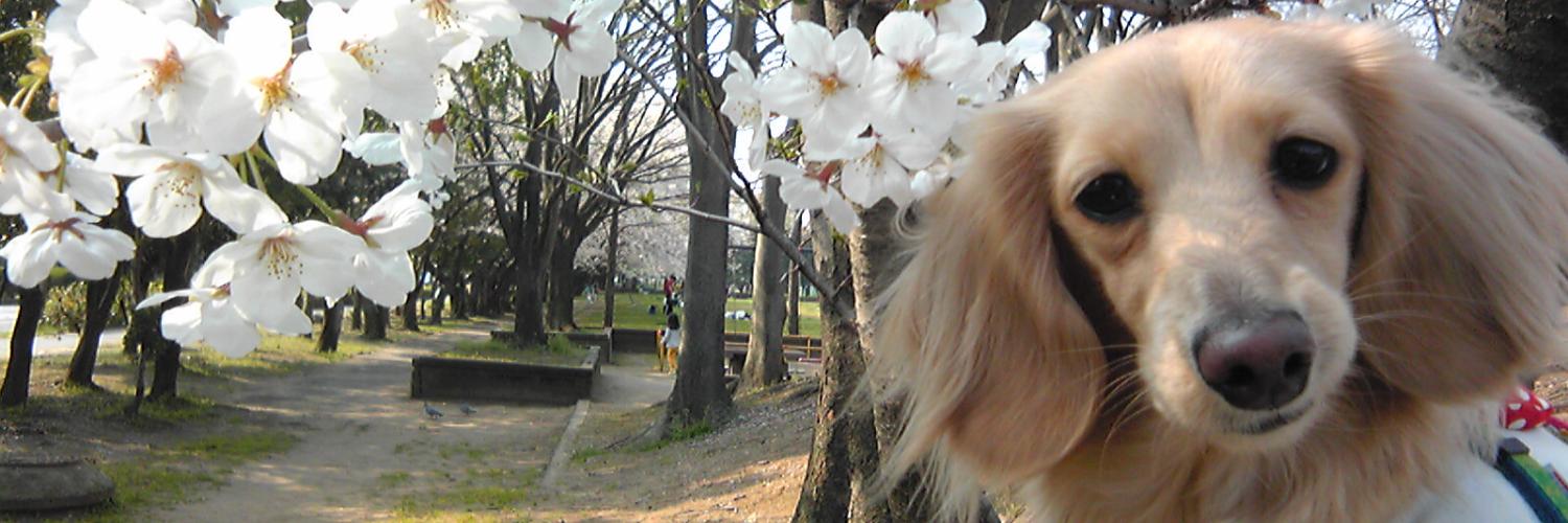 saitatuki's profile banner image