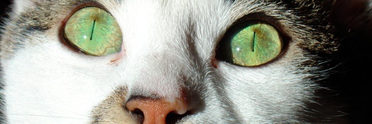 elendirG's profile banner image