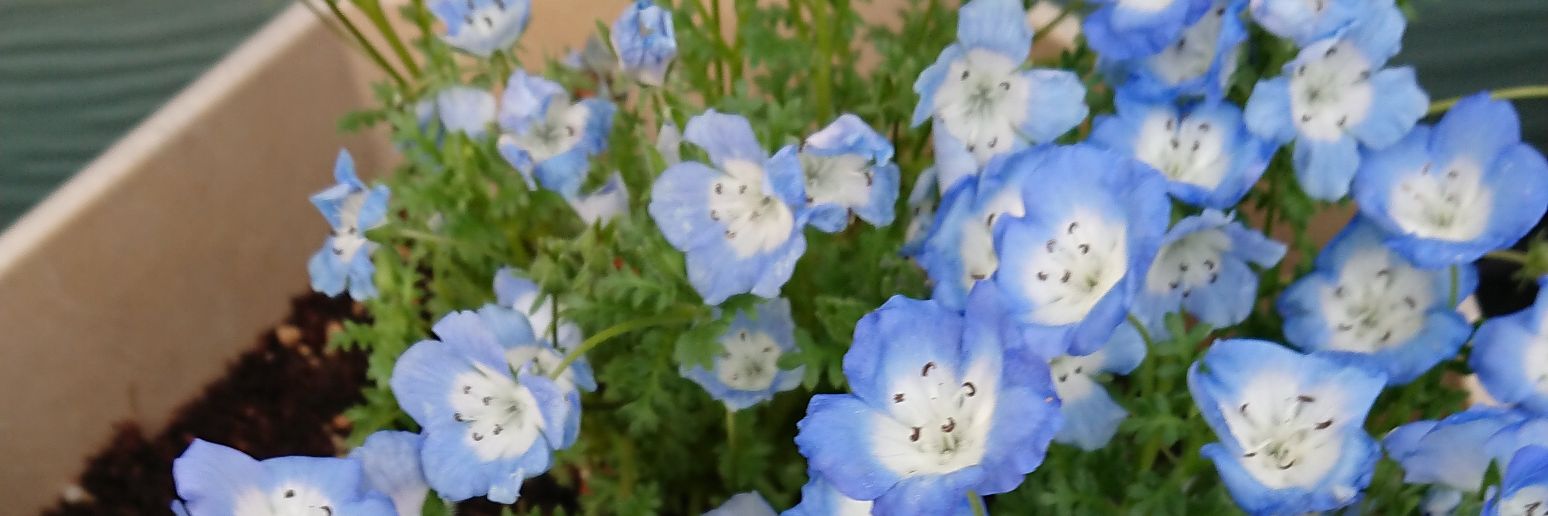 header image