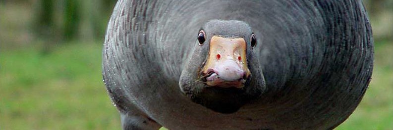 Robert MacCloy banner