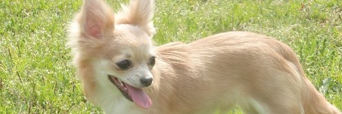 snsjack banner