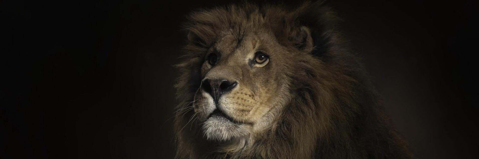 BrontisXavier's profile banner image
