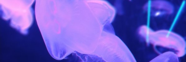 Amonka3 Profile Banner